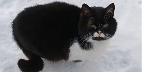 Кішка Німфа