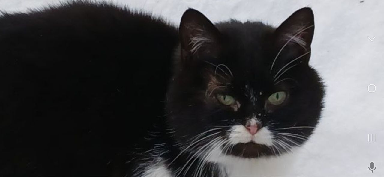 Кішка Німфа