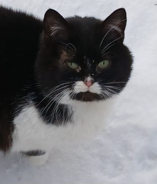 Кішка Німфа