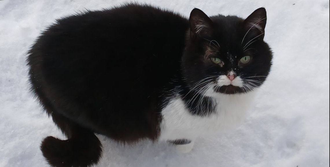 Кішка Німфа