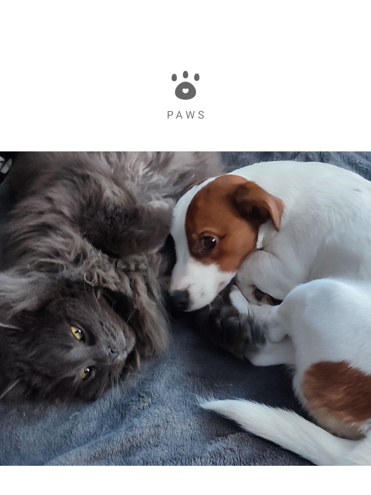 Чистокровний хлопчик ККУ WKU,родовід документи