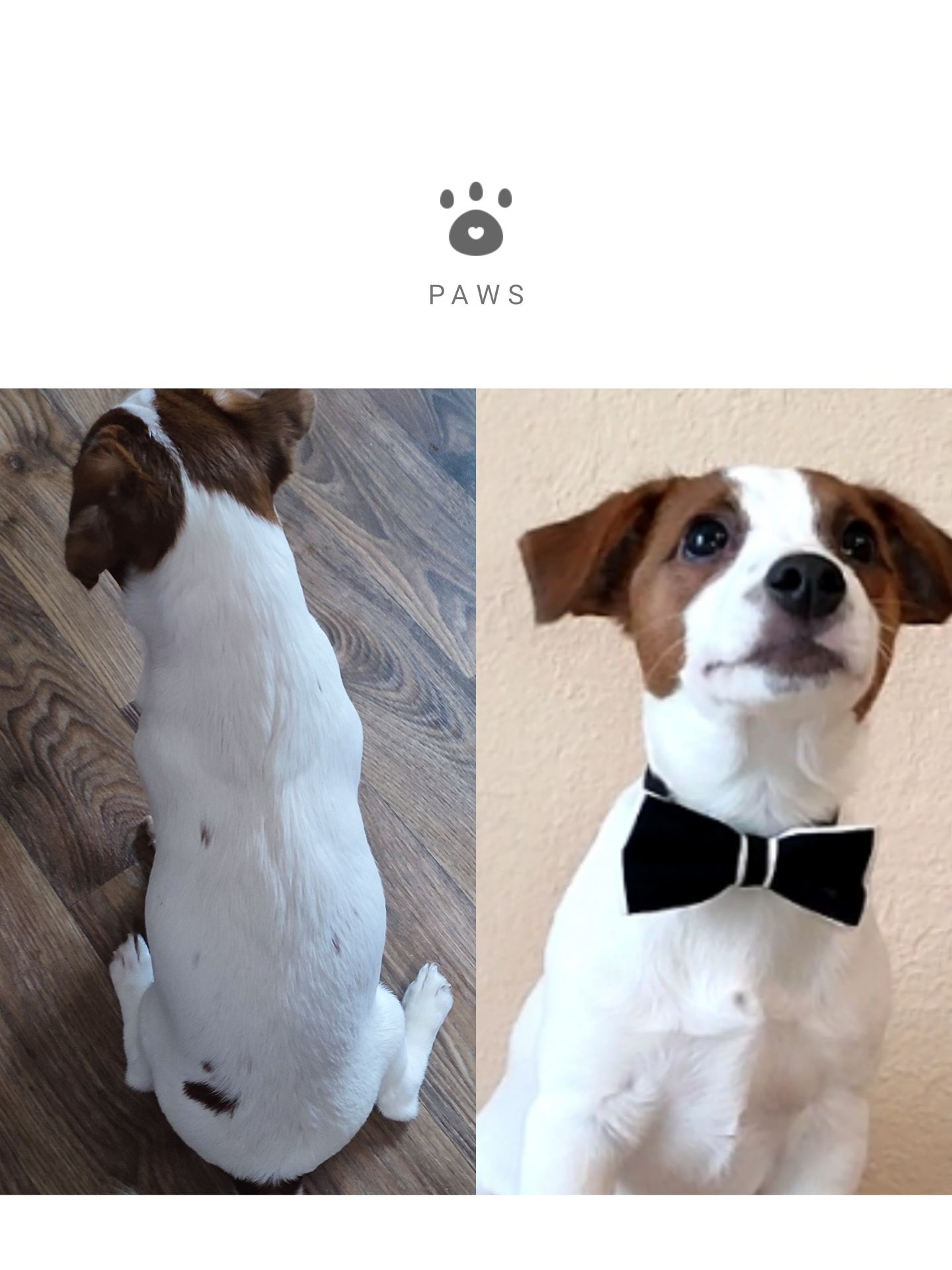 Чистокровний хлопчик ККУ WKU,родовід документи