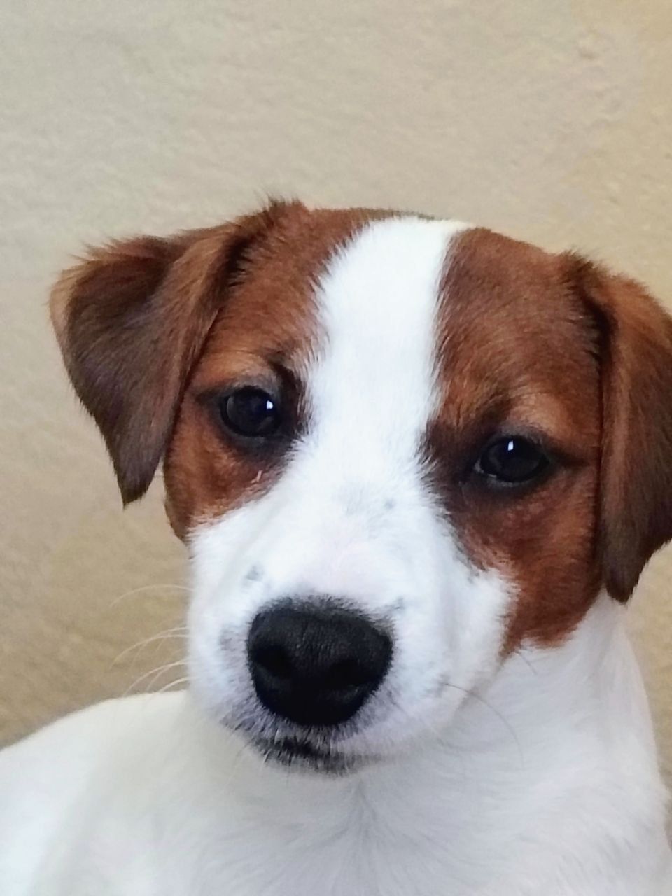 Чистокровний хлопчик ККУ WKU,родовід документи