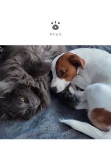 Чистокровний хлопчик ККУ WKU,родовід документи