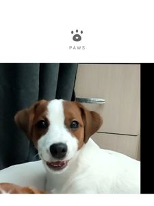 Чистокровний хлопчик ККУ WKU,родовід документи