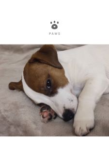 Чистокровний хлопчик ККУ WKU,родовід документи