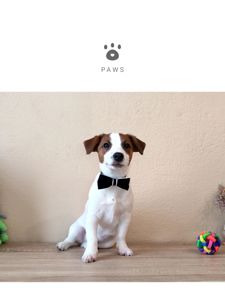 Чистокровний хлопчик ККУ WKU,родовід документи