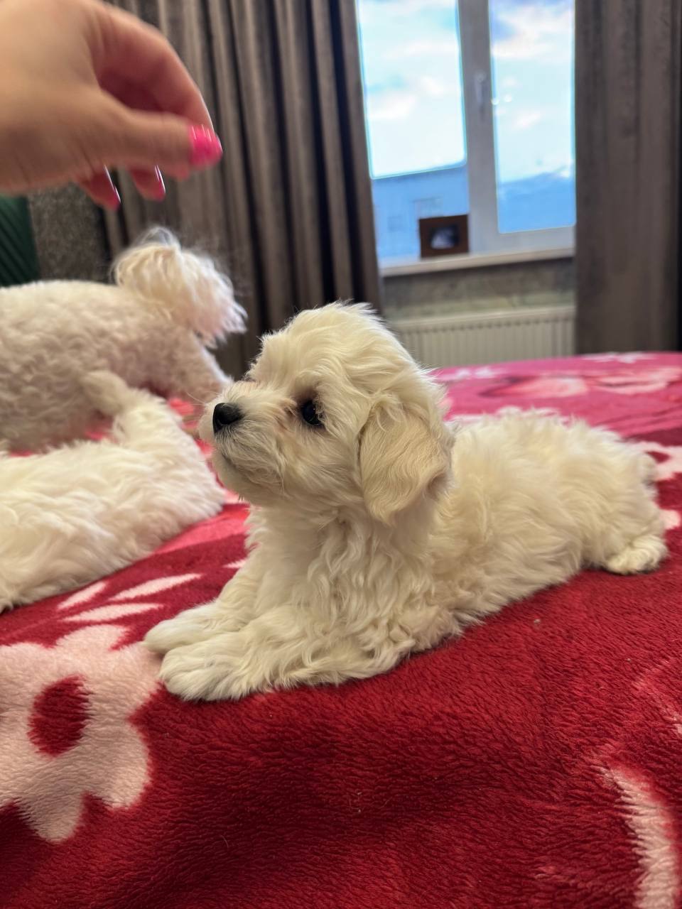 Цуценята Мальтіпу преміум класу