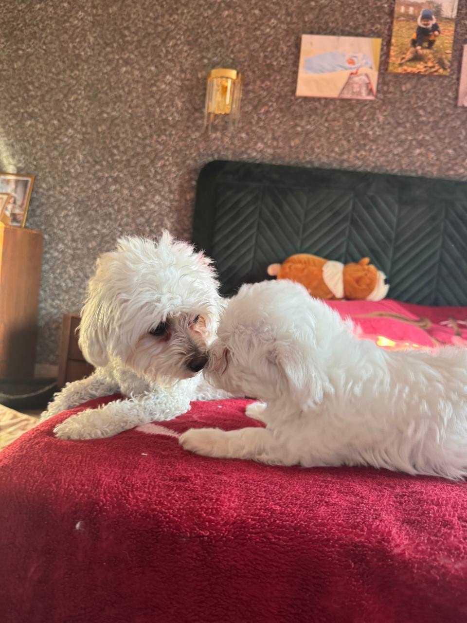 Цуценята Мальтіпу преміум класу