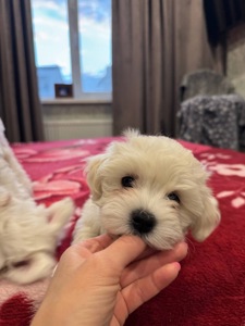 Цуценята Мальтіпу преміум класу