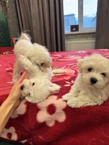 Цуценята Мальтіпу преміум класу