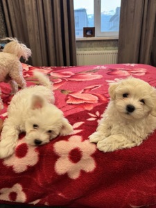 Цуценята Мальтіпу преміум класу