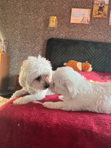 Цуценята Мальтіпу преміум класу