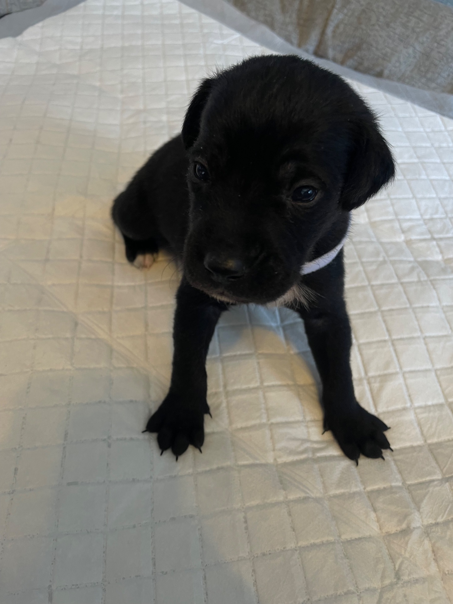 Цуценята ріджбек та лайка