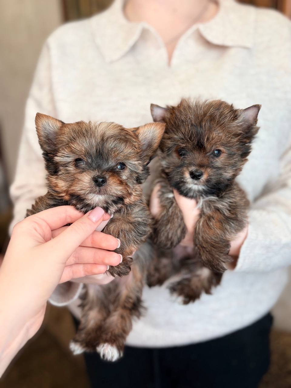 Хлопчики йорка