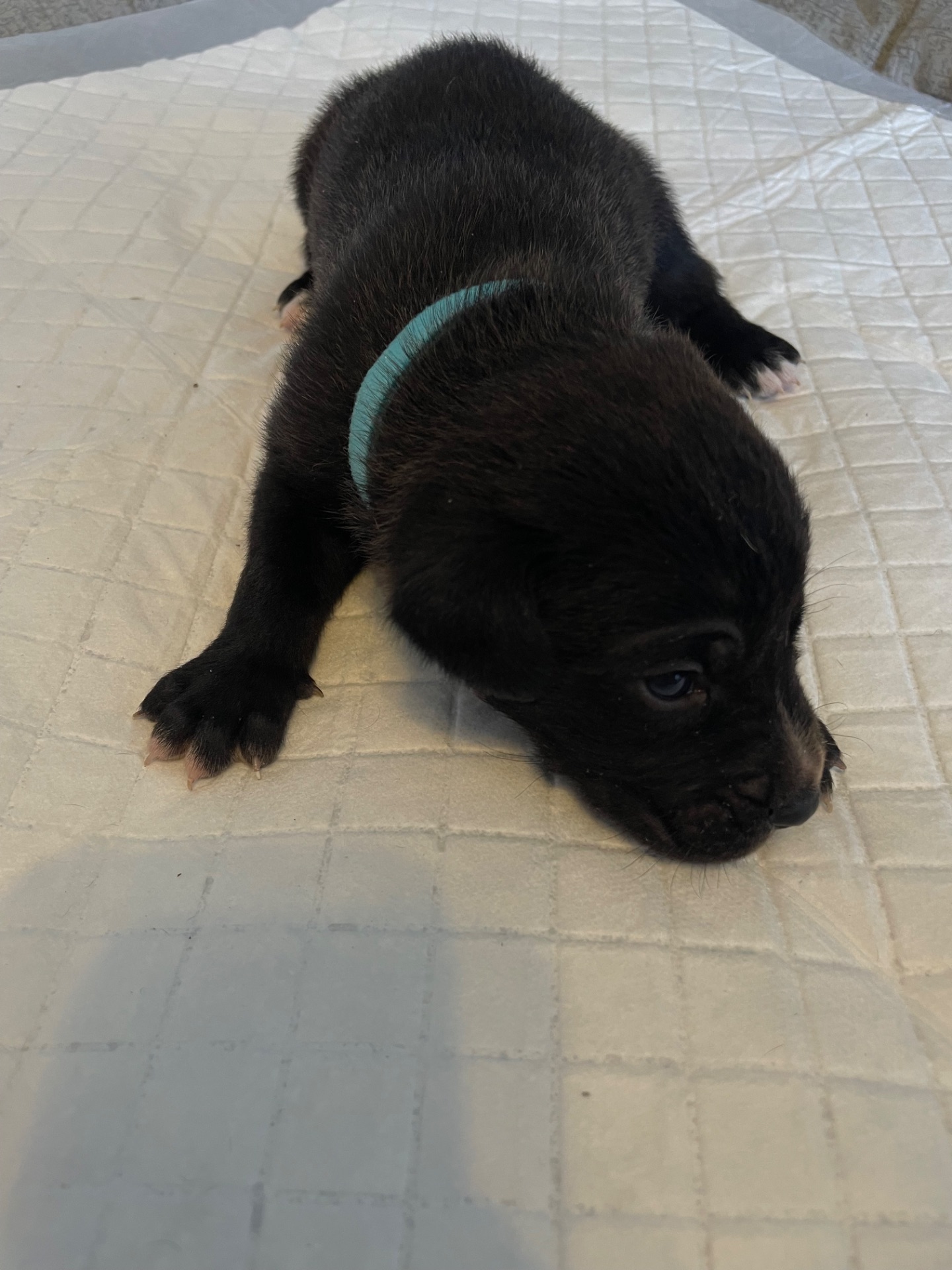 Цуценята ріджбек та лайка