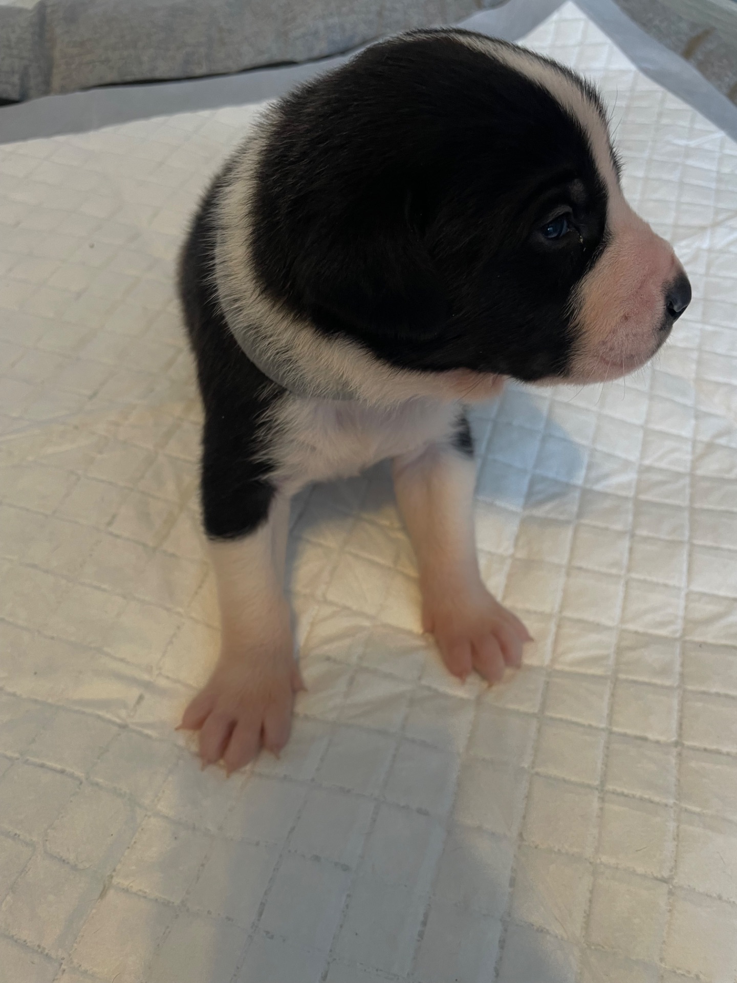 Цуценята ріджбек та лайка