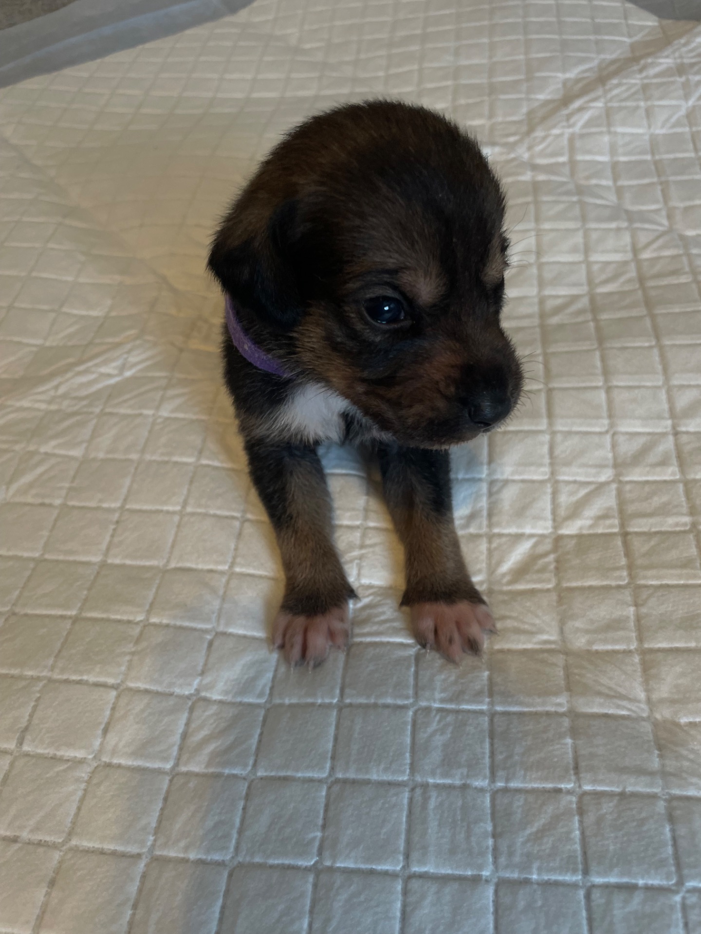 Цуценята ріджбек та лайка