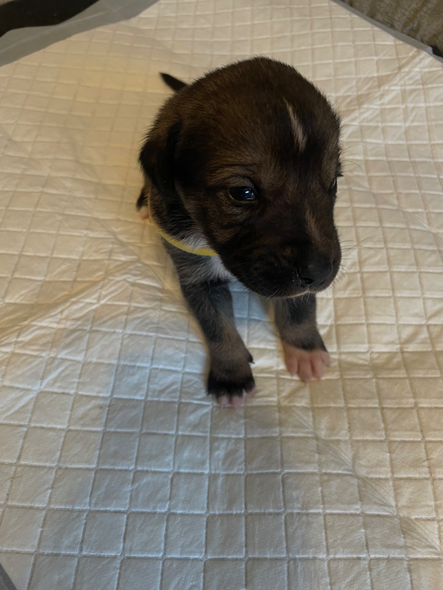 Цуценята ріджбек та лайка