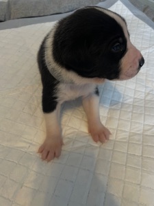 Цуценята ріджбек та лайка