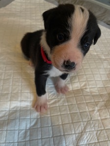 Цуценята ріджбек та лайка