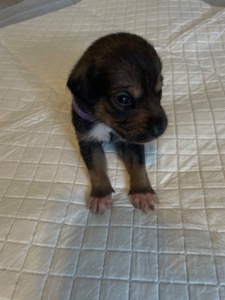 Цуценята ріджбек та лайка