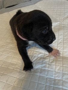 Цуценята ріджбек та лайка