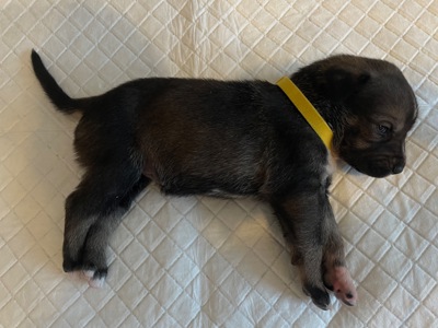 Цуценята ріджбек та лайка