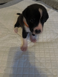 Цуценята ріджбек та лайка