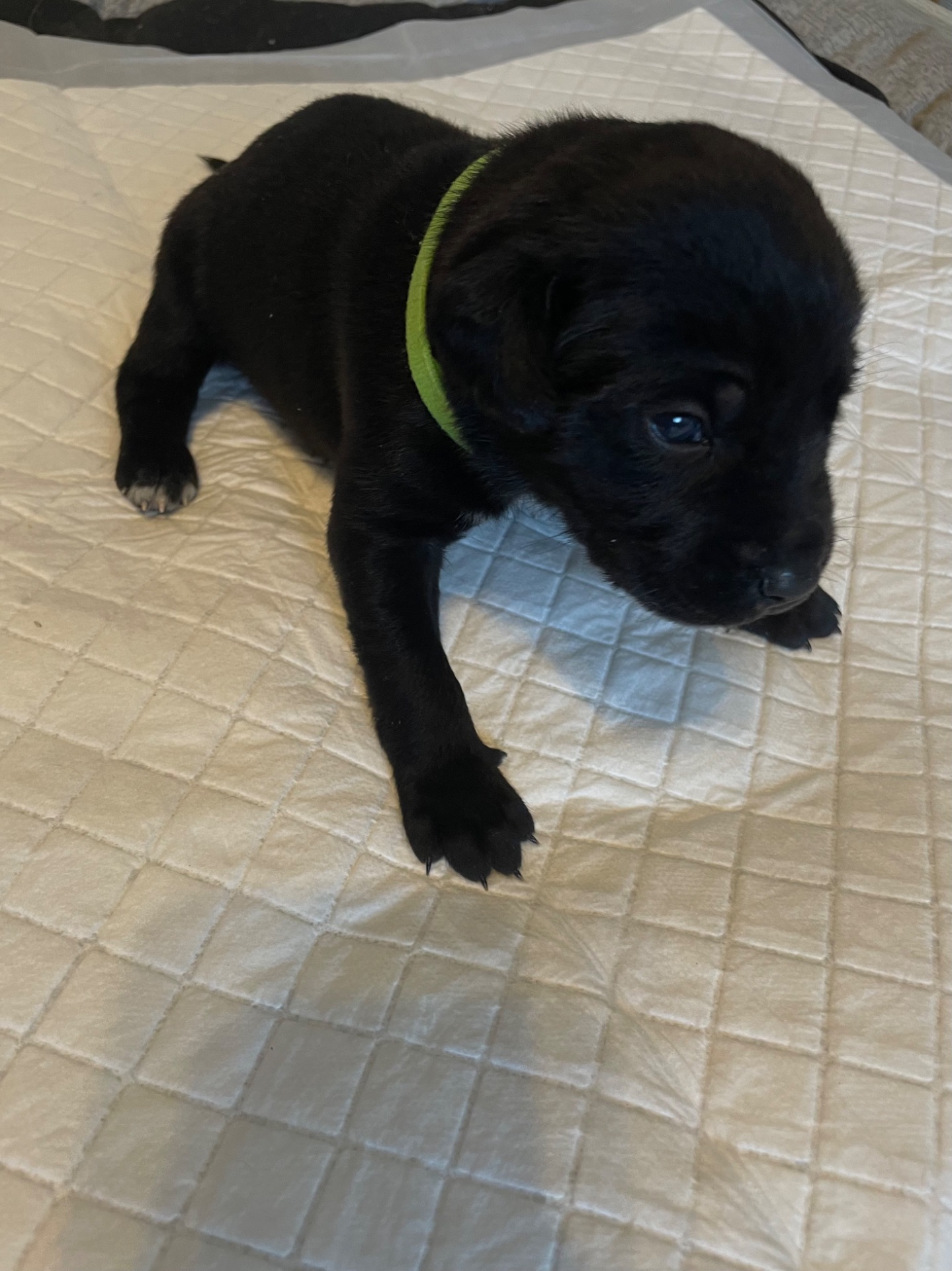 Цуценята ріджбек та лайка