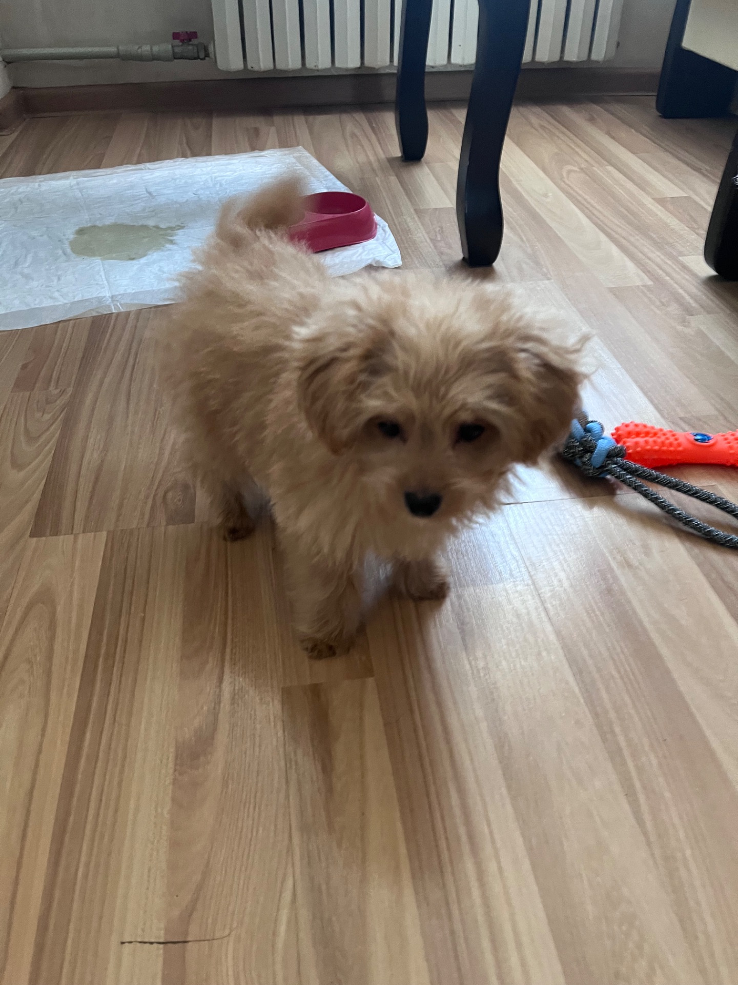 Прекрасный щенок помапу