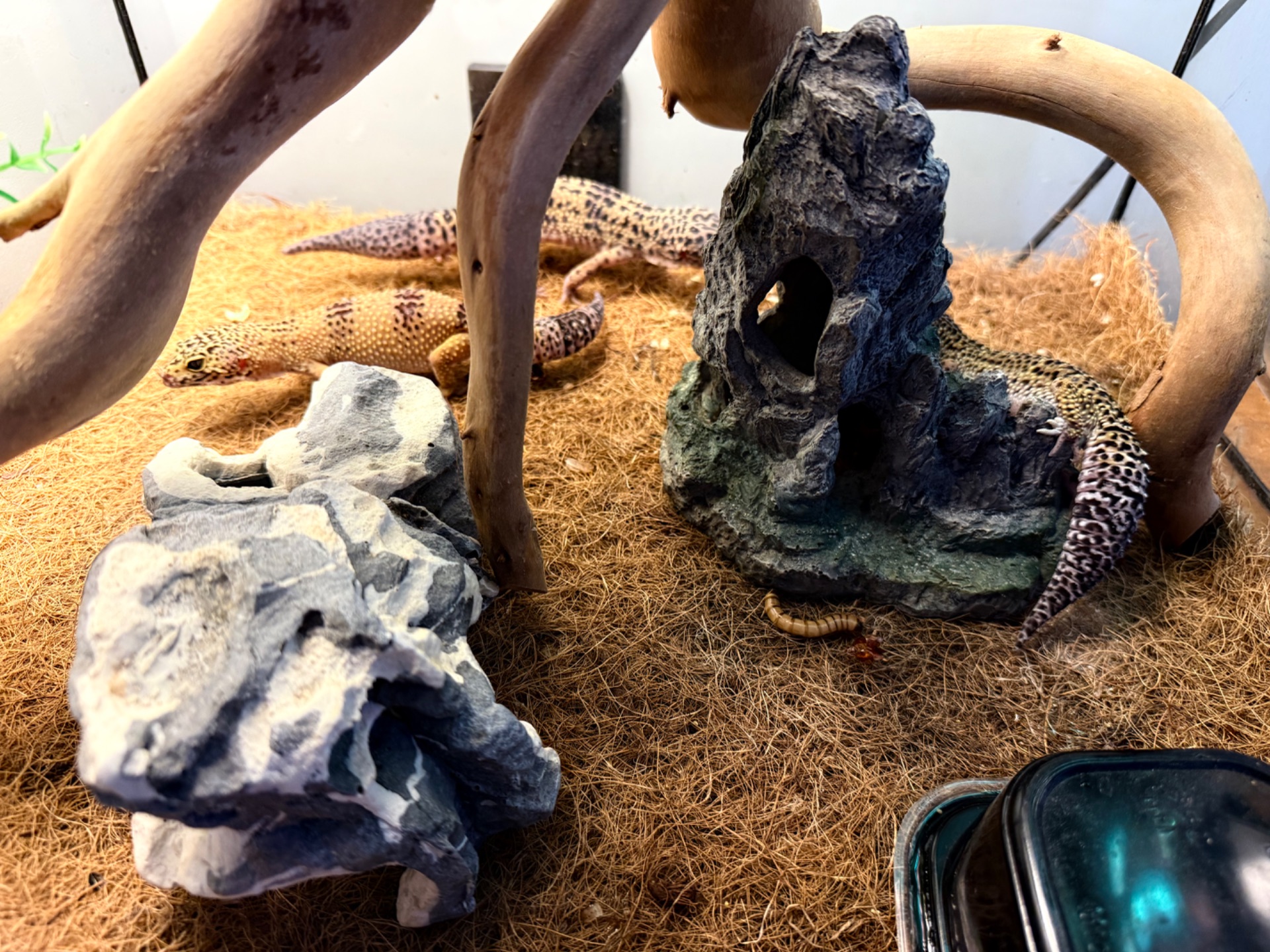 Ящірки еублефар дорослі самець і самки