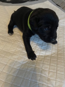 Цуценята ріджбек та лайка