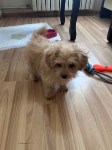 Прекрасный щенок помапу