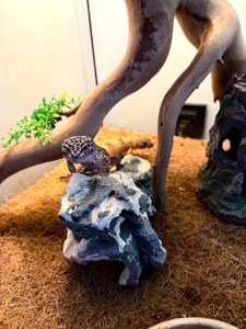 Ящірки еублефар дорослі самець і самки