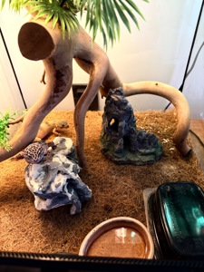 Ящірки еублефар дорослі самець і самки