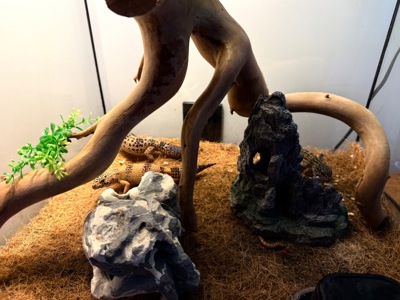 Ящірки еублефар дорослі самець і самки