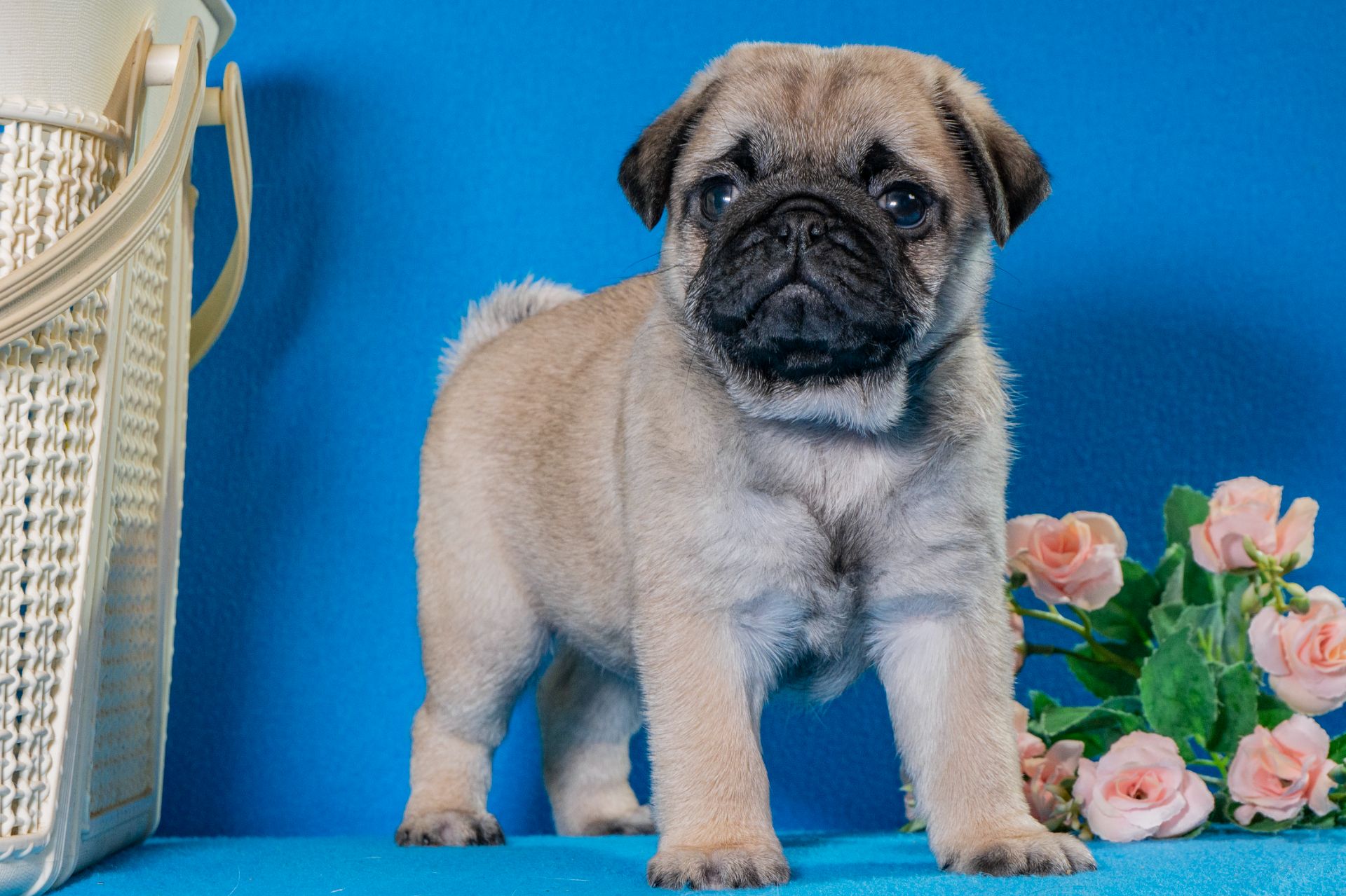 Цуценята Мопса для дому, виставок та розведення!