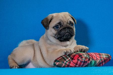 Цуценята Мопса для дому, виставок та розведення!