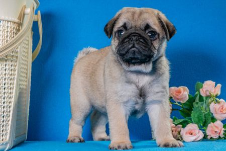 Цуценята Мопса для дому, виставок та розведення!