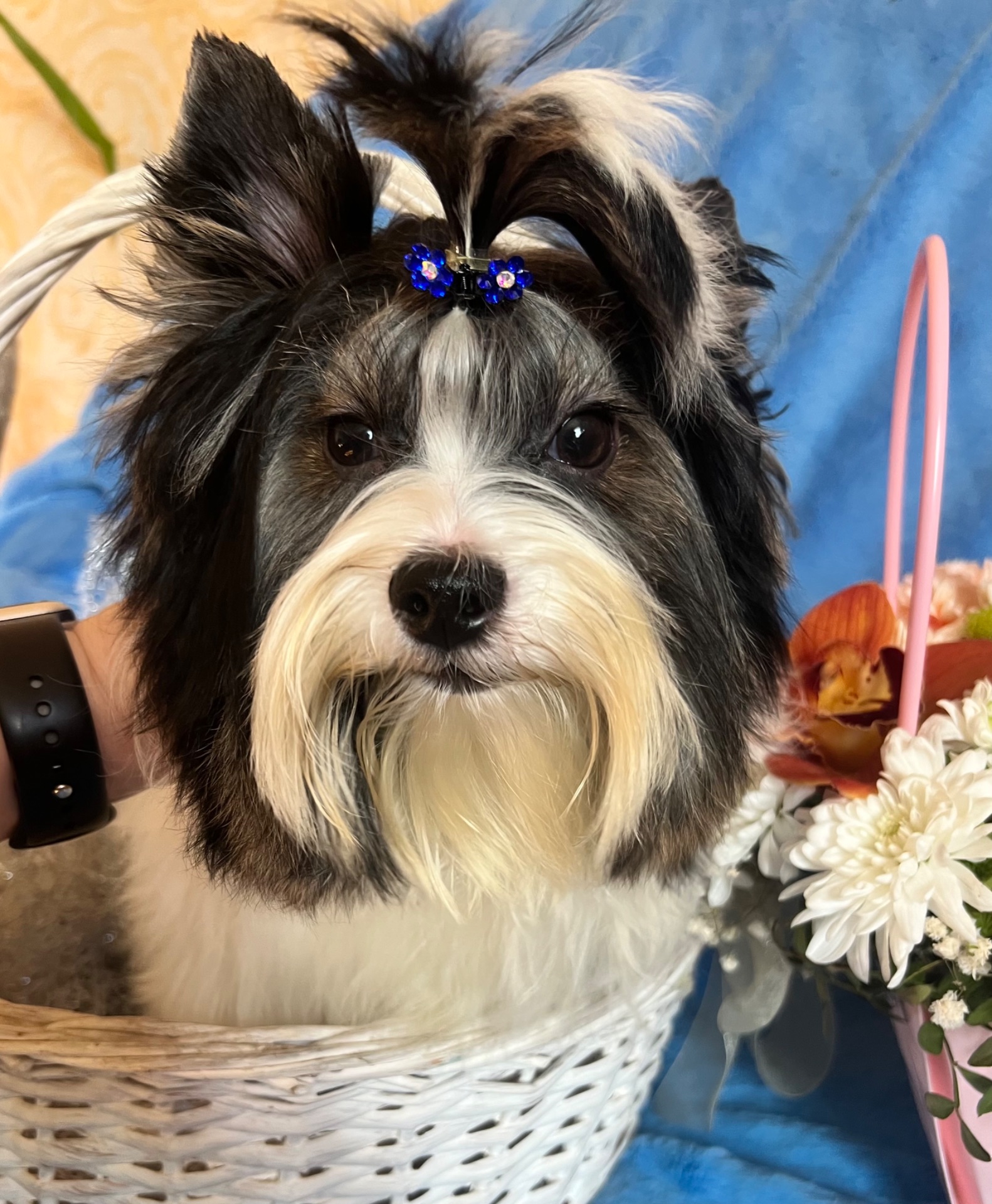 Хлопчик Бівер документи ксу