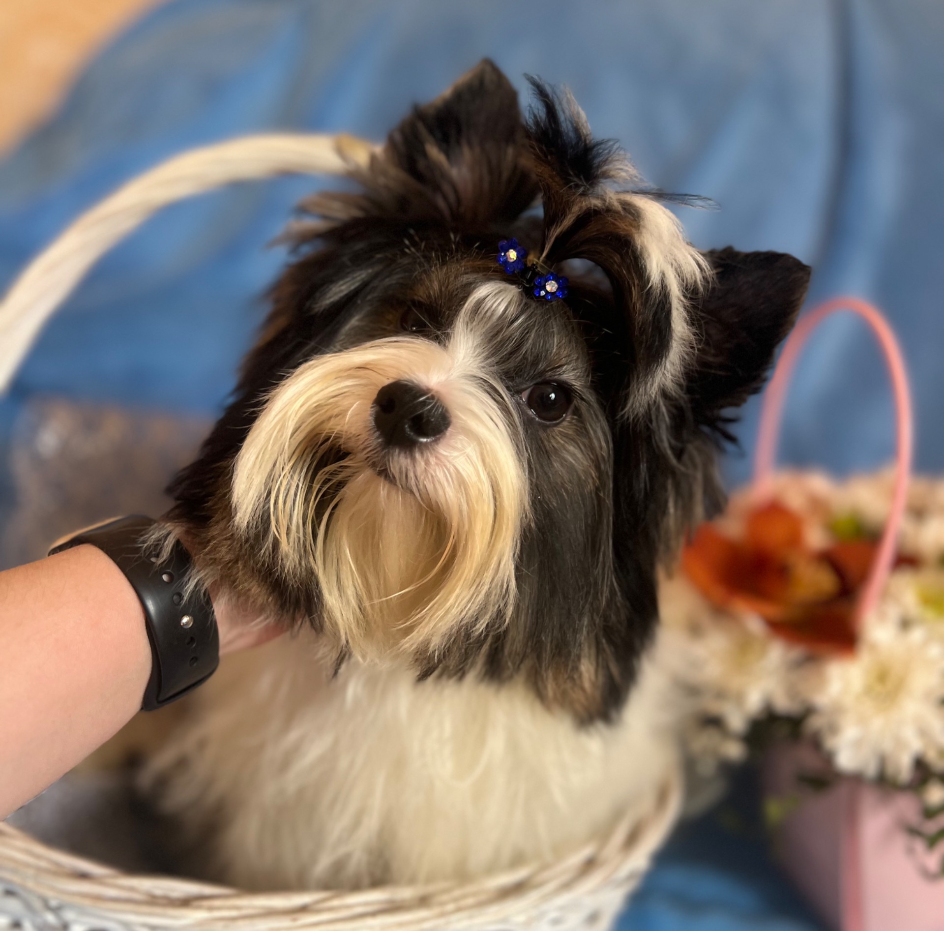 Хлопчик Бівер документи ксу