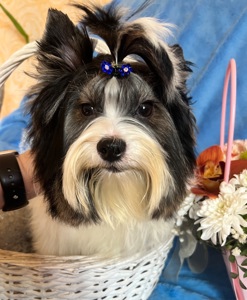 Хлопчик Бівер документи ксу