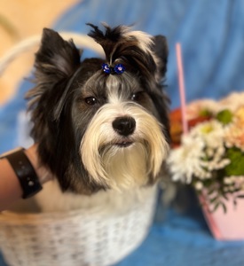 Хлопчик Бівер документи ксу