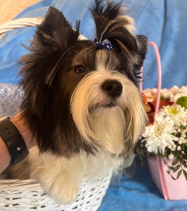 Хлопчик Бівер документи ксу