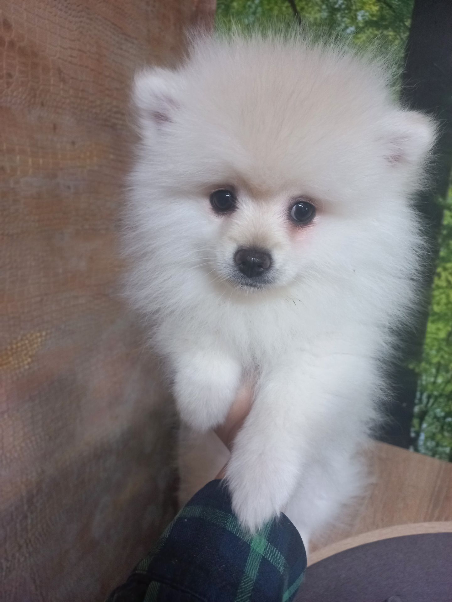 Цуценята померанського шпіца