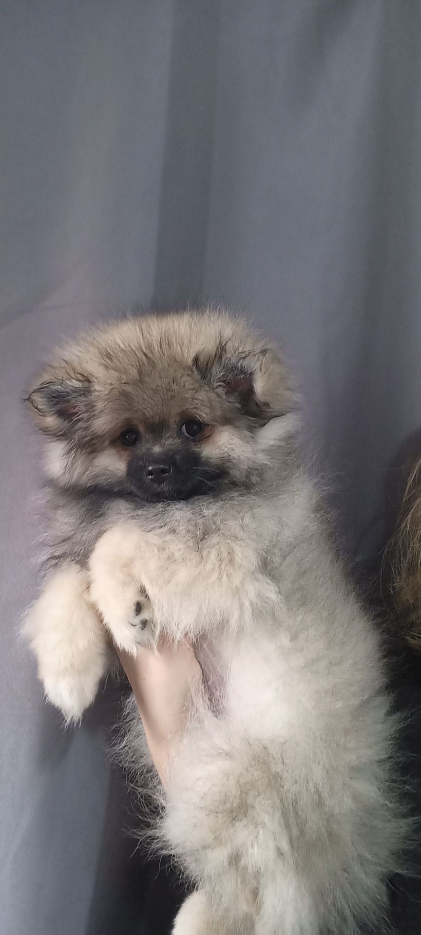 Цуценята померанського шпіца