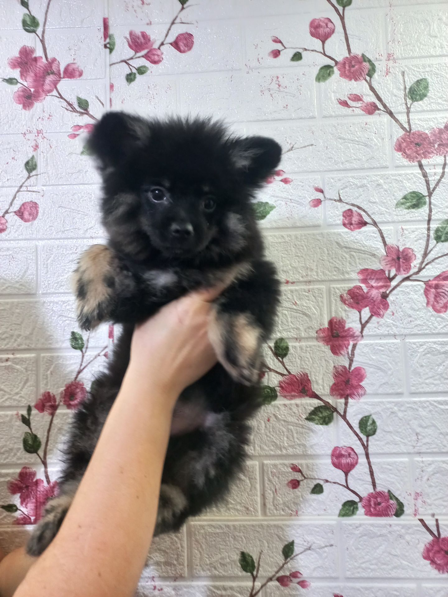 Цуценята померанського шпіца