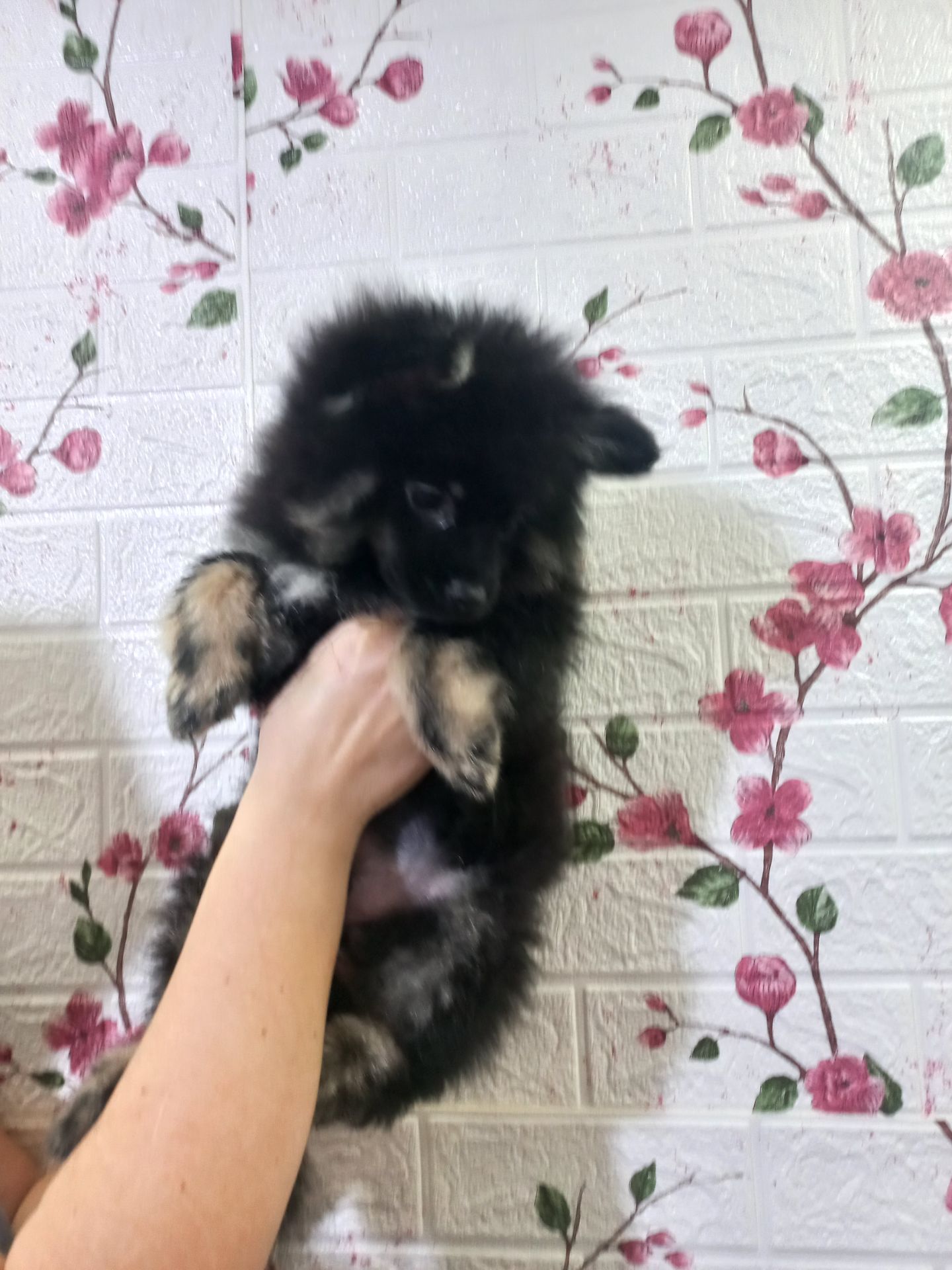 Цуценята померанського шпіца