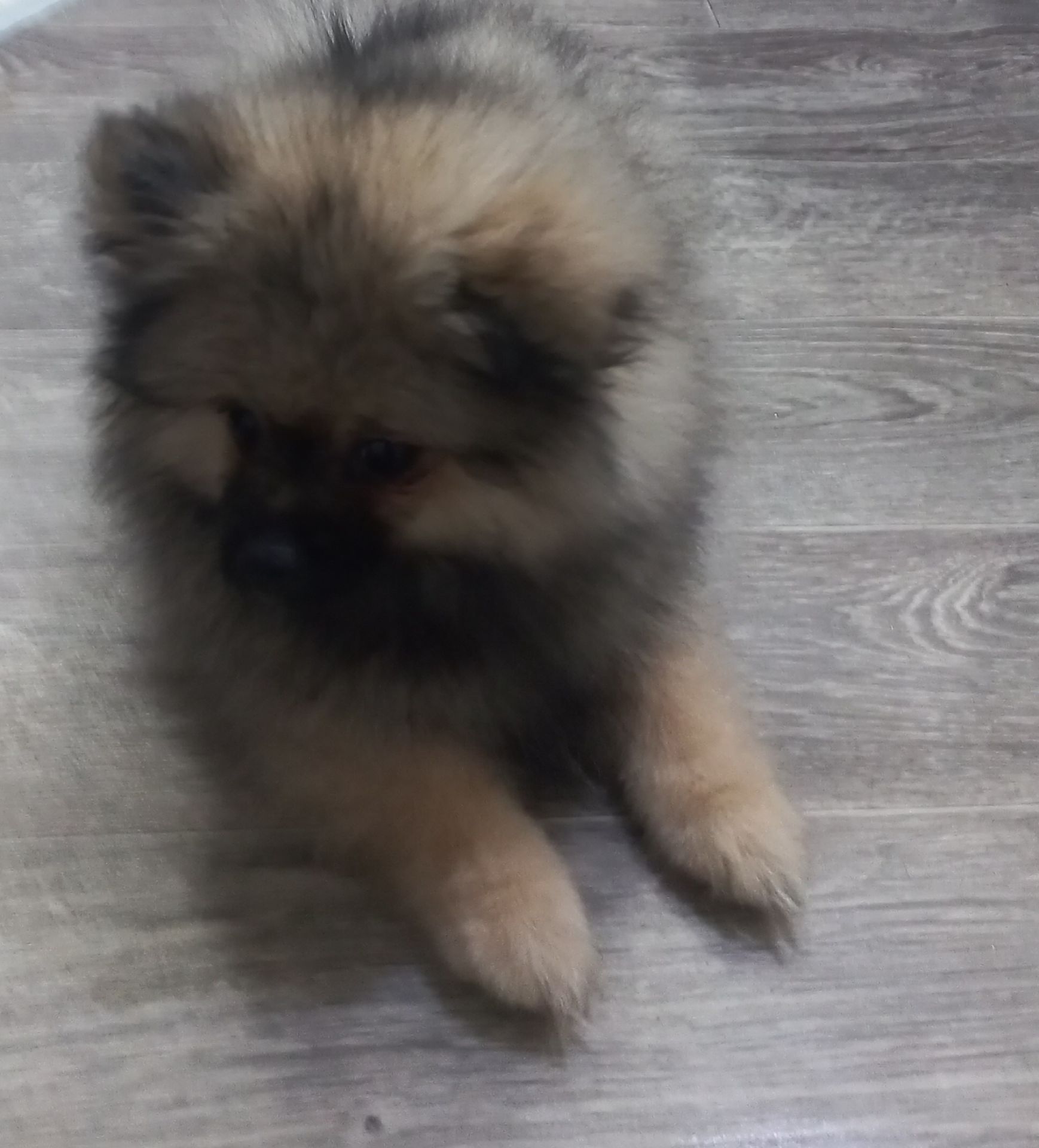 Цуценята померанського шпіца